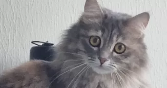 nawel pet sitter à FRANCONVILLE 95130