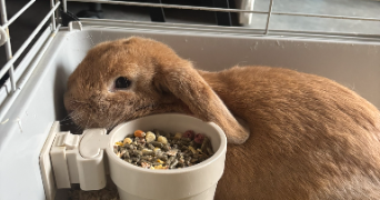 stanislas pet sitter à LE COTEAU 42120_6