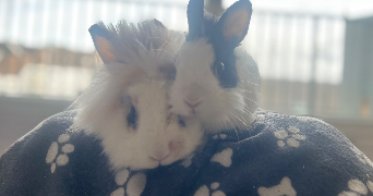 céryne pet sitter à FLEURY LES AUBRAIS 45400_5