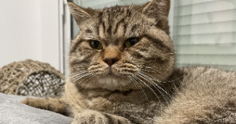 marie pet sitter à ST OUEN L AUMONE 95310_2