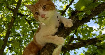 marjorie pet sitter à GEMMELAINCOURT 88170_2