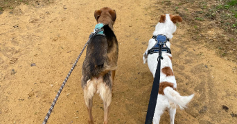 manon pet sitter à LOMBRON 72450_1