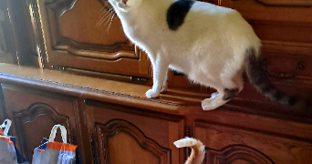 marjorie pet sitter à LYON 08 69008_5