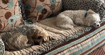 yasmine pet sitter à PARIS 10 75010_3