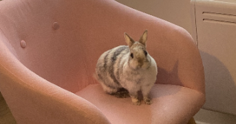 cassandre pet sitter à NIORT 79000_1