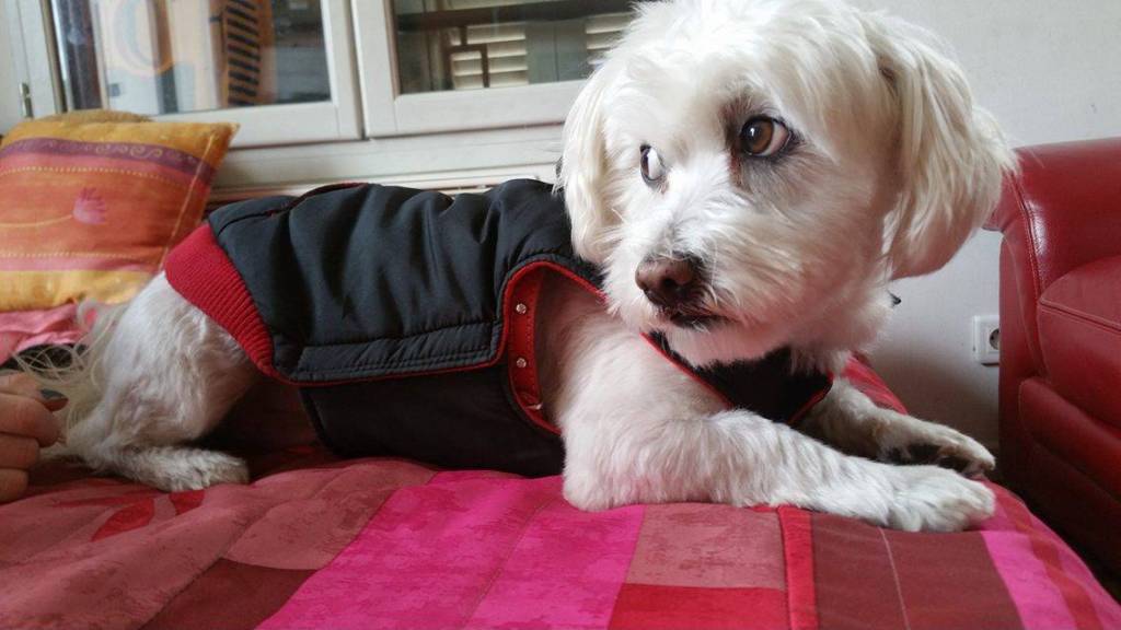 Katy pet sitter à Villeneuve-lès-Avignon 30400_4