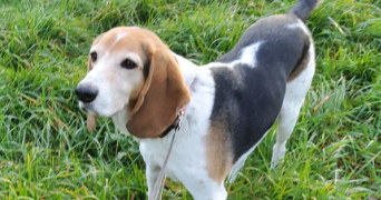 jean pierre pet sitter à PIBRAC 31820_20