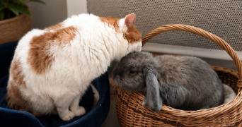 maya pet sitter à PAU 64000_1