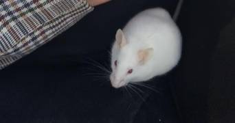 victoria pet sitter à RENNES 35700_2