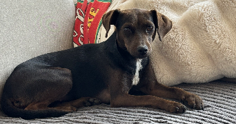 mathieu pet sitter à Pantin 93500_1