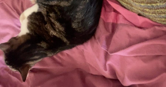 lise pet sitter à SARTROUVILLE 78500_2