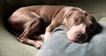 raphaël pet sitter à UFFHEIM 68510_4