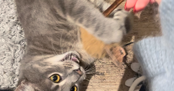 maé pet sitter à Paris 75017_0