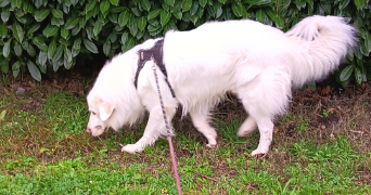 lina pet sitter à BLANQUEFORT 33290_6