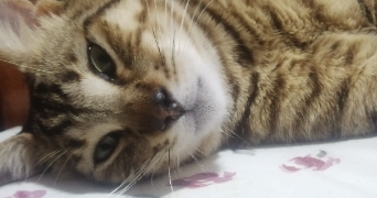 amira pet sitter à MONTPELLIER 34070_1