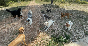 Sébastien pet sitter à CANNES ET CLAIRAN 30260