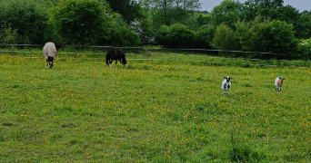 aucéane pet sitter à FIERVILLE LES MINES 50580_1