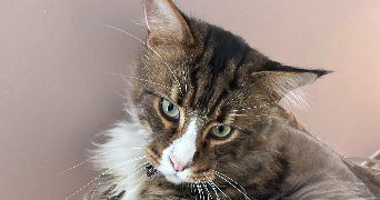 marie pet sitter à LIFFRE 35340_2