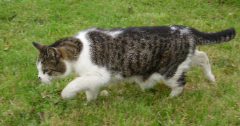 maryline pet sitter à COMMER 53470_2