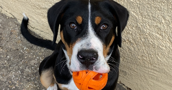 mya pet sitter à BREUILLET 91650_0