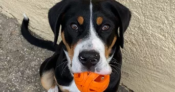 mya pet sitter à BREUILLET 91650