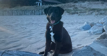 pauline pet sitter à AURILLAC 15000_3