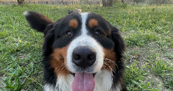 thomas pet sitter à LA TOUR D AIGUES 84240_3