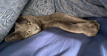 delphine pet sitter à ANGERS 49100_4