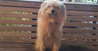 catherine pet sitter à CHATILLON 92320_0