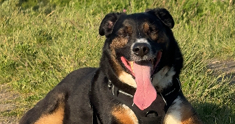 nolwenn pet sitter à Montigny les Cormeilles 95370_2