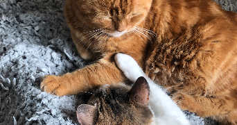 leonie pet sitter à BOURGOIN JALLIEU 38300_3