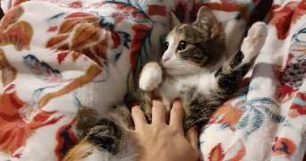 naïs  pet sitter à SIGNES 83870_2