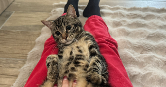 camille pet sitter à NEZEL 78410_2