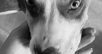 maeva pet sitter à REIMS 51100_0