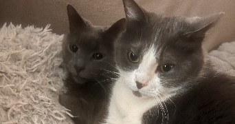 magaly pet sitter à GRENOBLE 38000_2