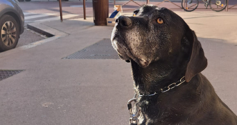 ana pet sitter à VERSAILLES 78000_2