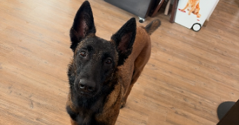 marine pet sitter à CHATEAUVILLAIN 52120_7