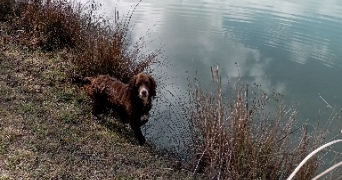 manon dog sitter à PECHBONNIEU 31140_1