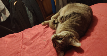 fabienne pet sitter à LA ROCHE SUR YON 85000_6