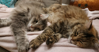 jade pet sitter à VILLEURBANNE 69100_2