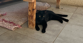 lucie pet sitter à THEZA 66200_8