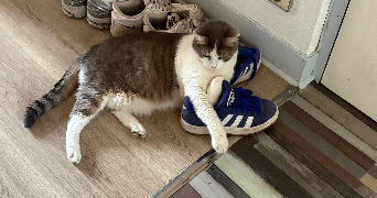 lisa pet sitter à CHARTRES 28000_3