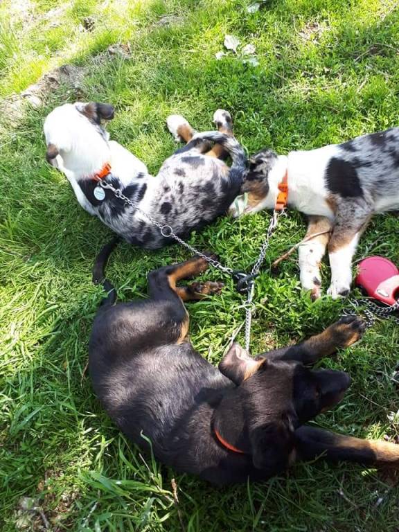 leaticia victorine pet sitter à Saint-Étienne-lès-Remiremont 88200_5