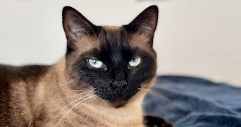 laura pet sitter à LES SABLES D OLONNE 85340_1