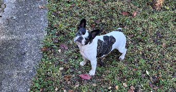 sophie pet sitter à NICE 06000_1