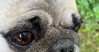 Fabien pet sitter à Verneuil-sur-Seine 78480_7