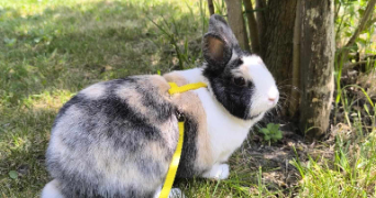 benoît pet sitter à HAUBOURDIN 59320_0