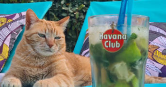 gwladys pet sitter à AUSSONNE 31840_7