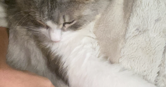 olena pet sitter à NICE 06000_2