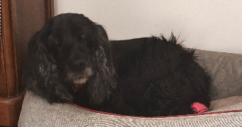 iris pet sitter à NEUILLY SUR SEINE 92200_4